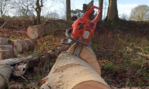 Cross cutting a fallen ash tree for firewood.